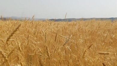 خشکسالی شدت گرفت؛ کاهش 30 درصدی خرید گندم در کردستان