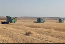 دستور عارف برای‌ پرداخت مطالبات گندم‌کاران کرمانشاهی