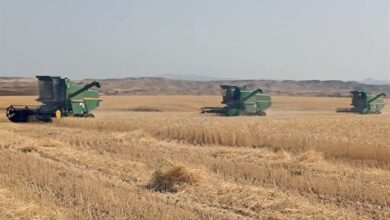 دستور عارف برای‌ پرداخت مطالبات گندم‌کاران کرمانشاهی