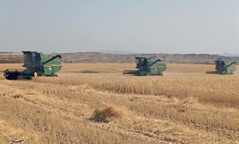 دستور عارف برای‌ پرداخت مطالبات گندم‌کاران کرمانشاهی