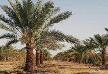 دولت مصمم به جبران خسارات نخلستان‌ها و منازل آسیب‌دیده در آبادان است
