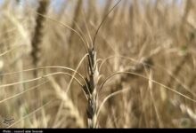 ذخیره‌سازی 480 تن بذر گندم گواهی‌شده در سمنان