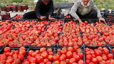 راه‌اندازی «روستابازار» در استان بوشهر