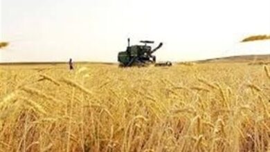 زنگ خطر برای آینده صنعت آرد در شمال‌ غرب کشور