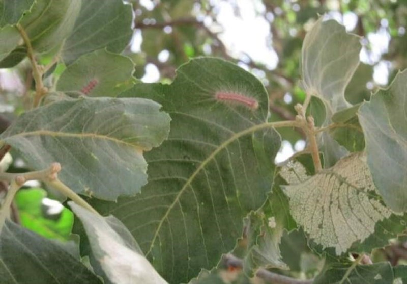 سازمان منابع طبیعی , جنگل , 