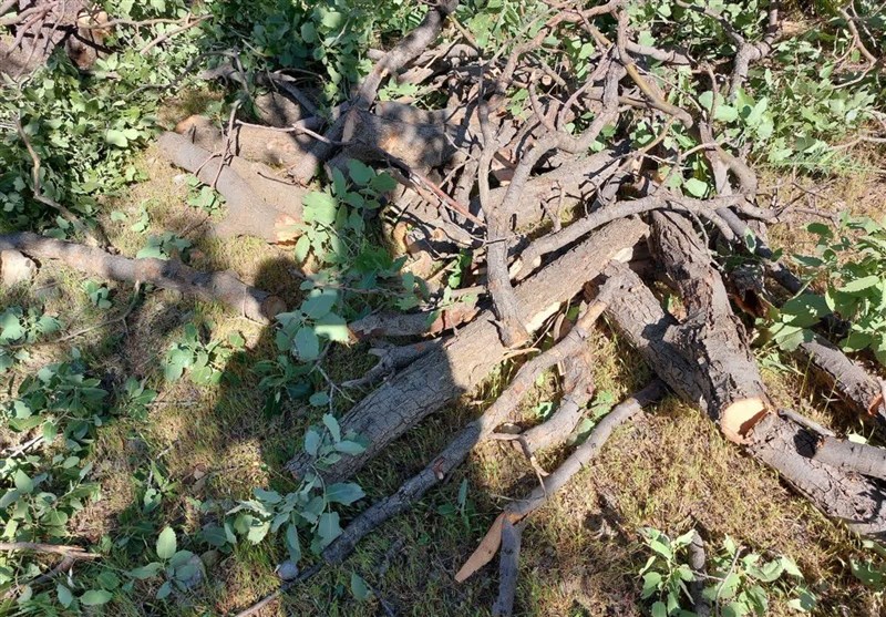 سازمان منابع طبیعی , جنگل , 
