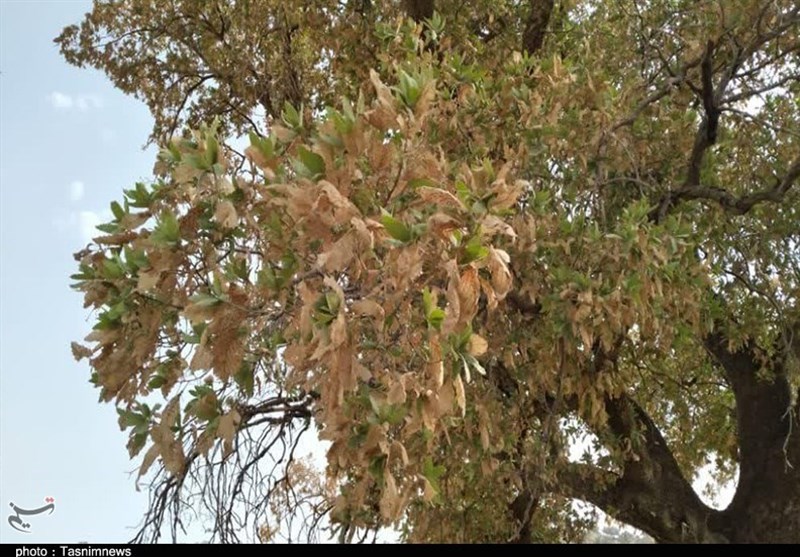 سازمان منابع طبیعی , جنگل , 