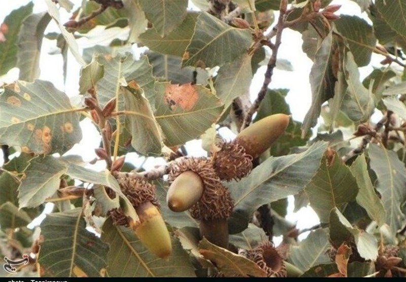 سازمان منابع طبیعی , جنگل , 