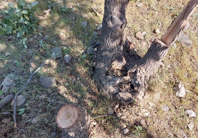 سازمان منابع طبیعی , جنگل , 