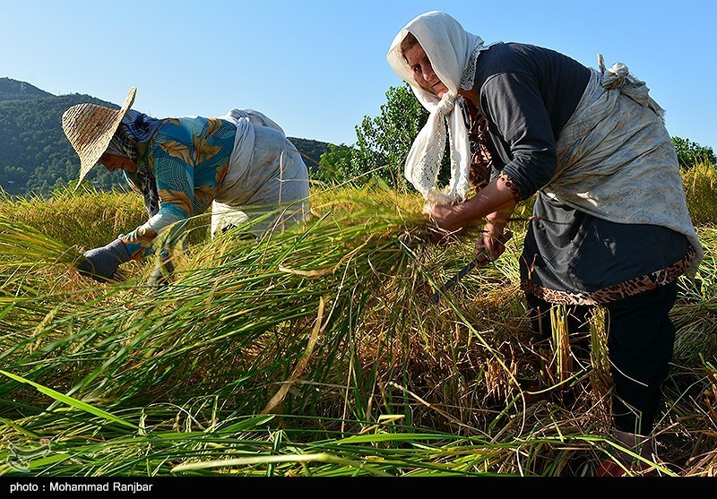 سایه‌ واردات سیاه بر سر برنج ناب ایرانی/ برنج مازندران زیر تیغ بی‌عدالتی!