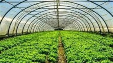 شتاب هوشمندانه در دل کویر/ جهش دوبرابری کشت گلخانه‌ای در هرمزگان