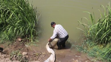 شیلات گیلان گونه نادر خاویاری را به دریای خزر بازگرداند