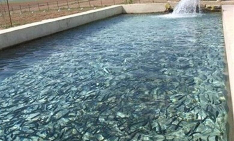 قطعی مکرر برق تهدیدی برای صنعت شیلات