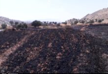 مهار آتش‌سوزی کوه مُورد باشت+تصویر