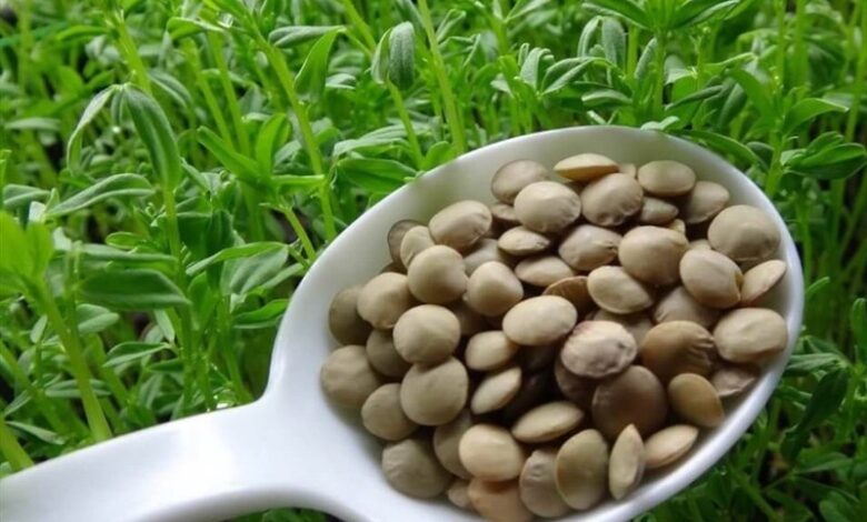 نذر محصول عدس در پذیرایی از زائران کربلا