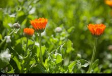 کاشت گیاهان دارویی در بوستان‌های یزد آغاز شد