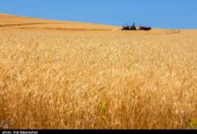 کاهش 430 هزار تنی خرید گندم در لرستان