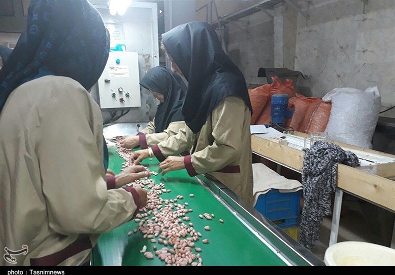 4 هزار بهره‌بردار و 200 کارگاه؛ صنعت بادام زمینی در گیلان جان گرفته است