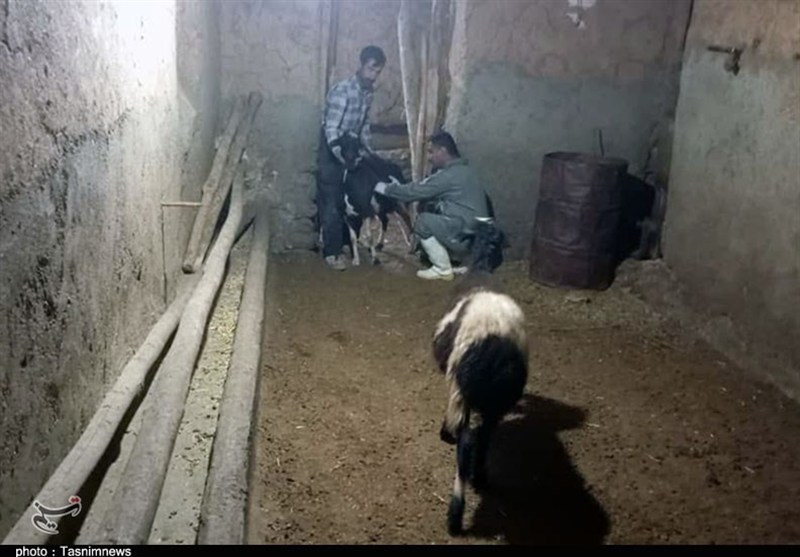 ارائه خدمات دامپزشکی رایگان در روستای کیلانه سنندج+تصویر
