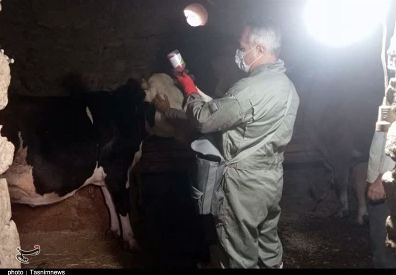 ارائه خدمات دامپزشکی رایگان در روستای کیلانه سنندج+تصویر