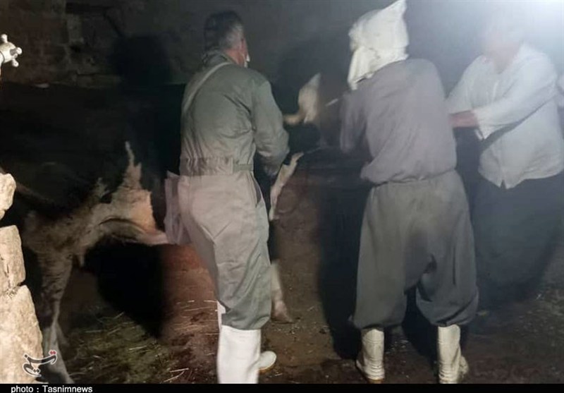 ارائه خدمات دامپزشکی رایگان در روستای کیلانه سنندج+تصویر