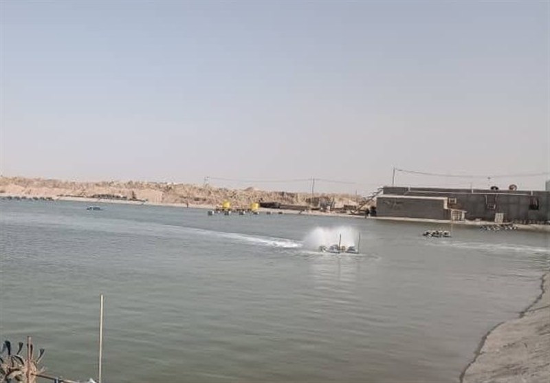امسال 8 پروژه حوزه شیلات در زمینه پرورش میگو در شهرستان گناوه به بهره‌برداری می رسد