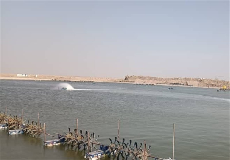 امسال 8 پروژه حوزه شیلات در زمینه پرورش میگو در شهرستان گناوه به بهره‌برداری می رسد