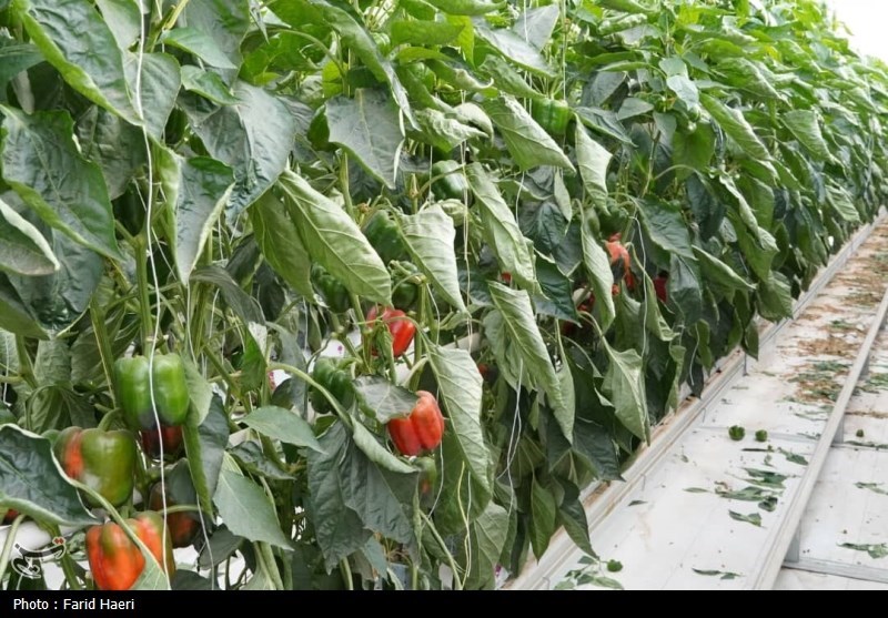 بحران آب و خام‌فروشی در کشاورزی/ نبرد نفس‌گیر برای بقا/ تهدید برای اقتصاد کشاورزان!