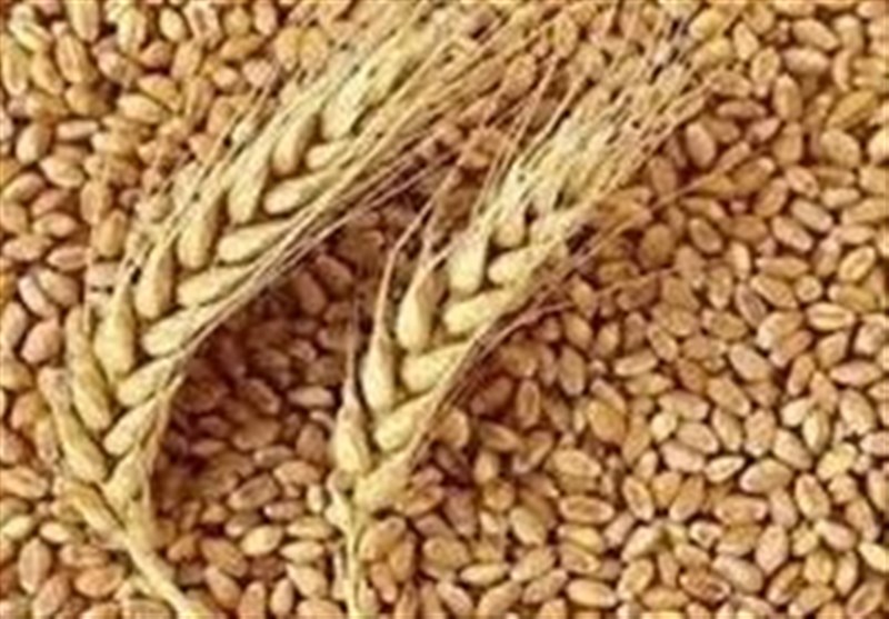 بحران اقلیم و آینده کشاورزی ایران/ امنیت ملی بر دوش گندم‌کاران/ از بذر تا سفره چه می‌گذرد؟