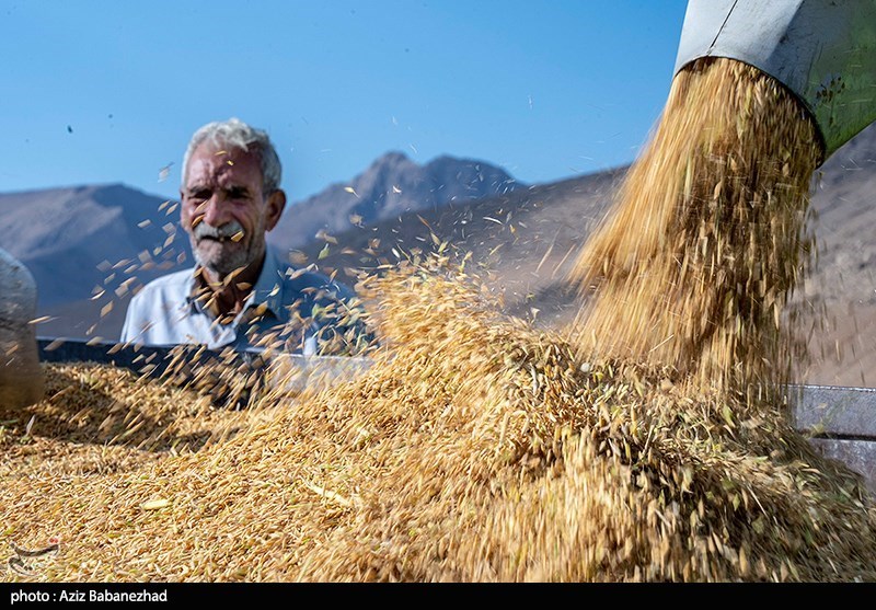 جیب پرپول دلالان با برنج 300 هزار تومانی/ باز هم برنجکاران شمالی قربانی ‌شدند!