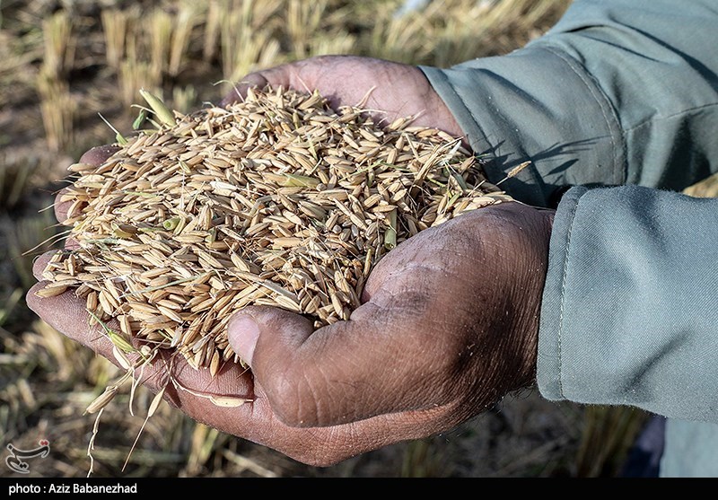 جیب پرپول دلالان با برنج 300 هزار تومانی/ باز هم برنجکاران شمالی قربانی ‌شدند!