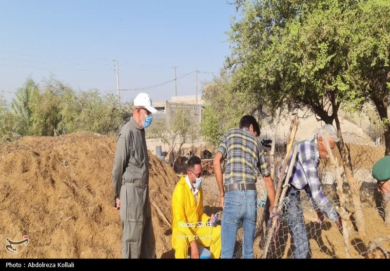 خدمات رایگان دامپزشکی در قالب اردوی جهادی در شهرستان دشتستان