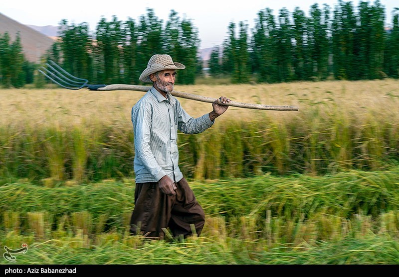دست‌های پشت پرده در بازار برنج/ شالی‌کاران در باتلاق دلالان‌ گرفتار شده‌ا‌ند!