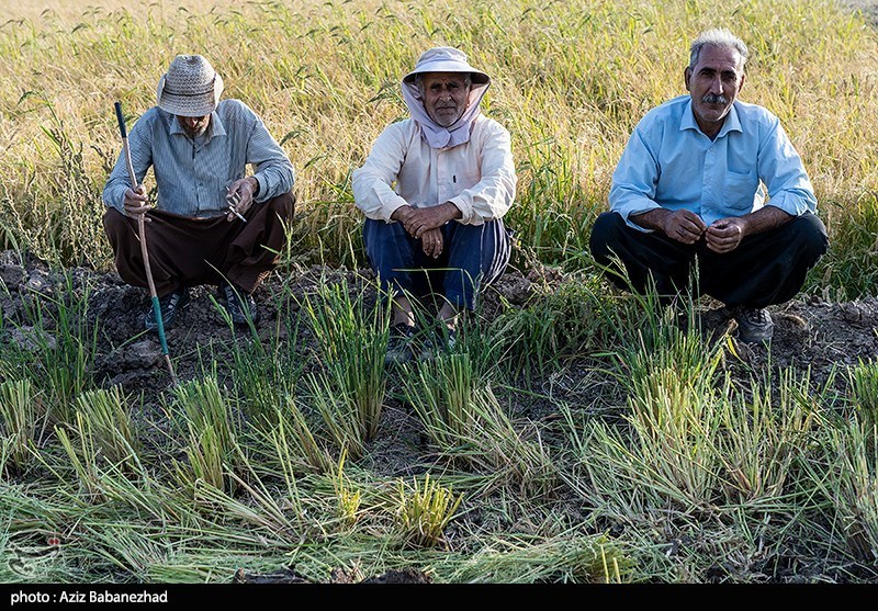 دست‌های پشت پرده در بازار برنج/ شالی‌کاران در باتلاق دلالان‌ گرفتار شده‌ا‌ند!