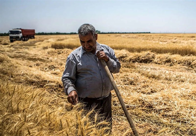 سال پررنج گندمکاران گلستان /چشم‌انتظاری برای دریافت ‌طلب 3100 میلیارد‌ی‌
