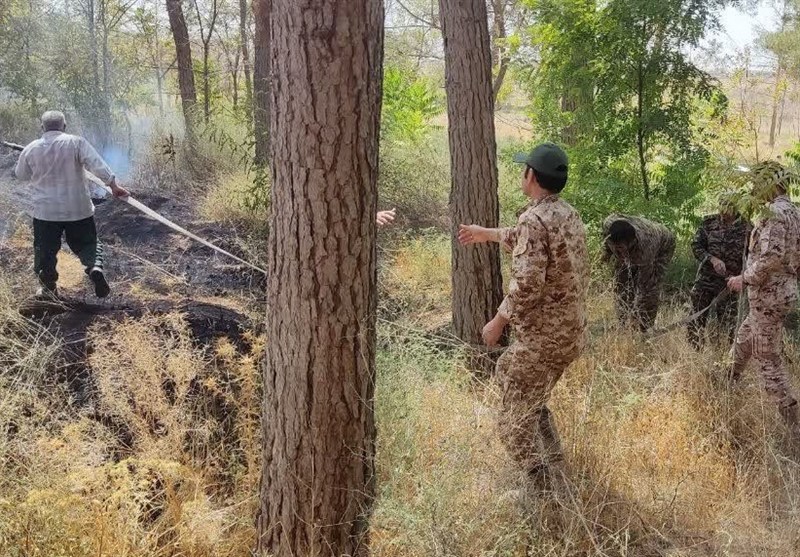 شیطنت کودکان و درختان خشک در پارک جنگلی صالح آباد حادثه ساز شد
