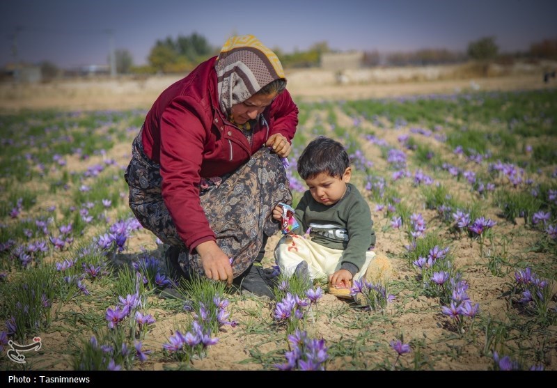 غربت ‌زعفران ناب ایران در باز‌ار جهانی‌/ وقتی طلای خراسان 