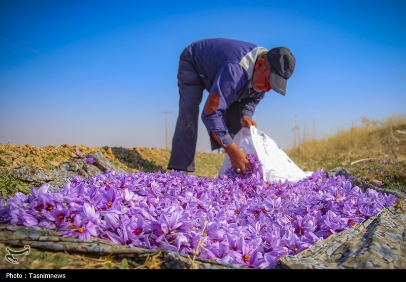 غربت ‌زعفران ناب ایران در باز‌ار جهانی‌/ وقتی طلای خراسان 