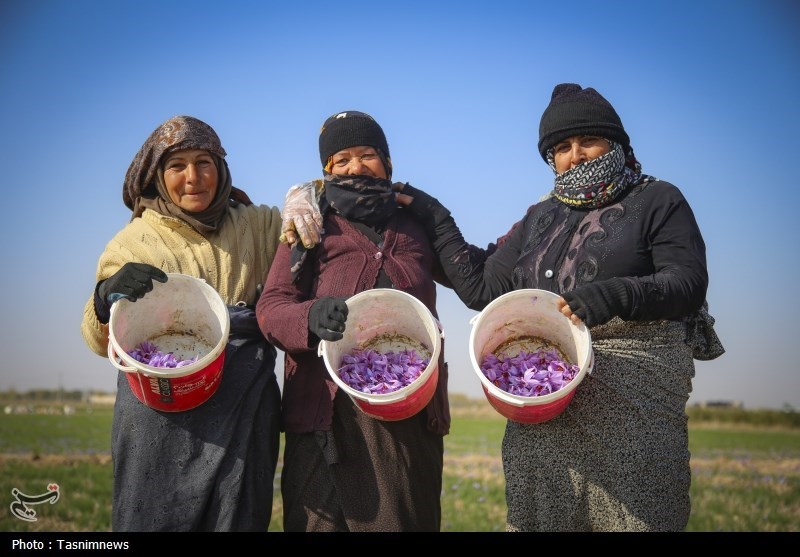 غربت ‌زعفران ناب ایران در باز‌ار جهانی‌/ وقتی طلای خراسان 