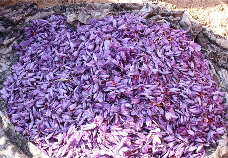 غربت ‌زعفران ناب ایران در باز‌ار جهانی‌/ وقتی طلای خراسان 