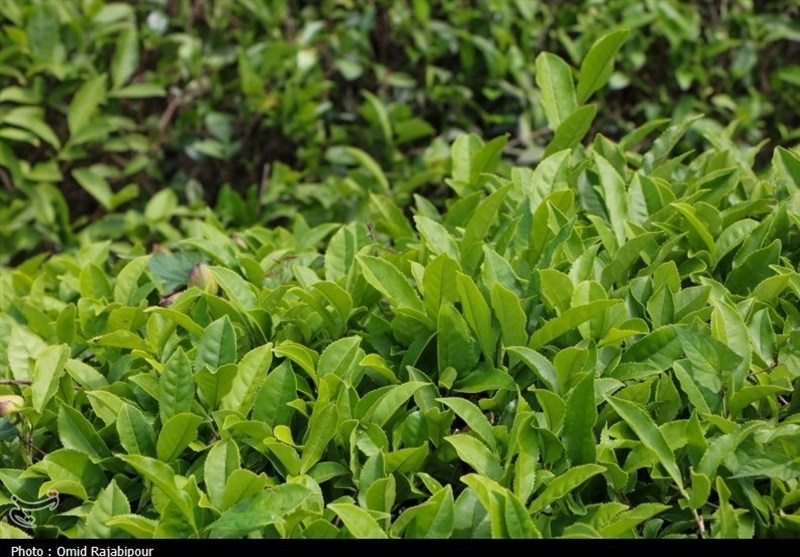 نقش حیاتی تأمین به‌موقع کود در پایداری تولید چای گیلان