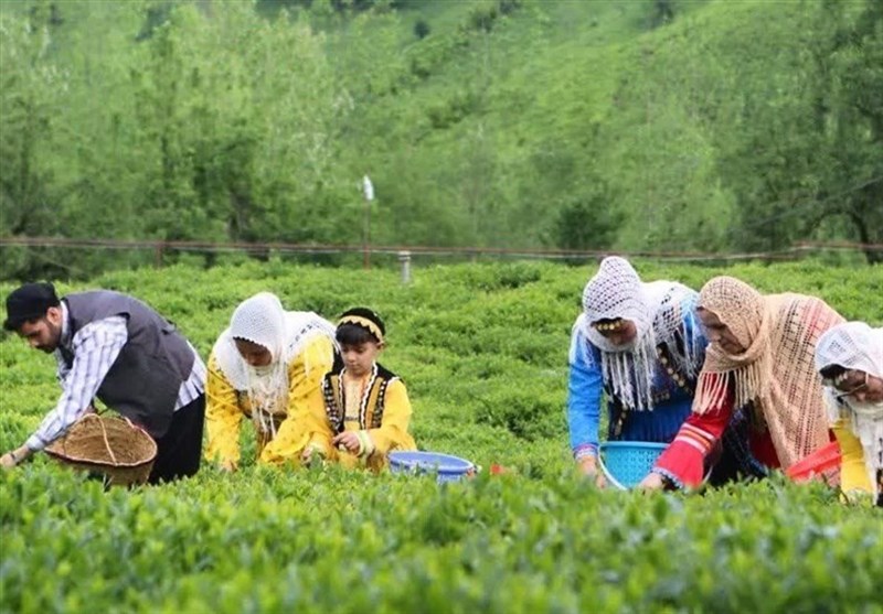 نقش حیاتی تأمین به‌موقع کود در پایداری تولید چای گیلان
