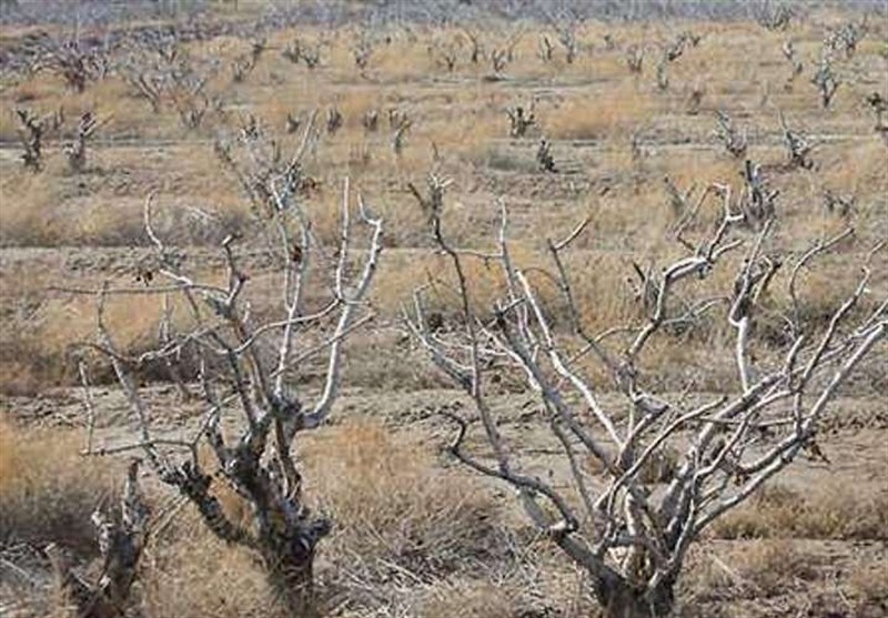 از رودخانه‌های خشک تا سدهای خالی/ ‌آذربایجان غربی در چنگال خشکسالی!
