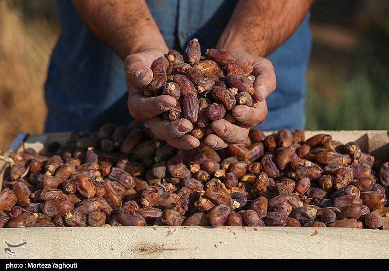 صادرات , استان خوزستان , بازار میوه , 
