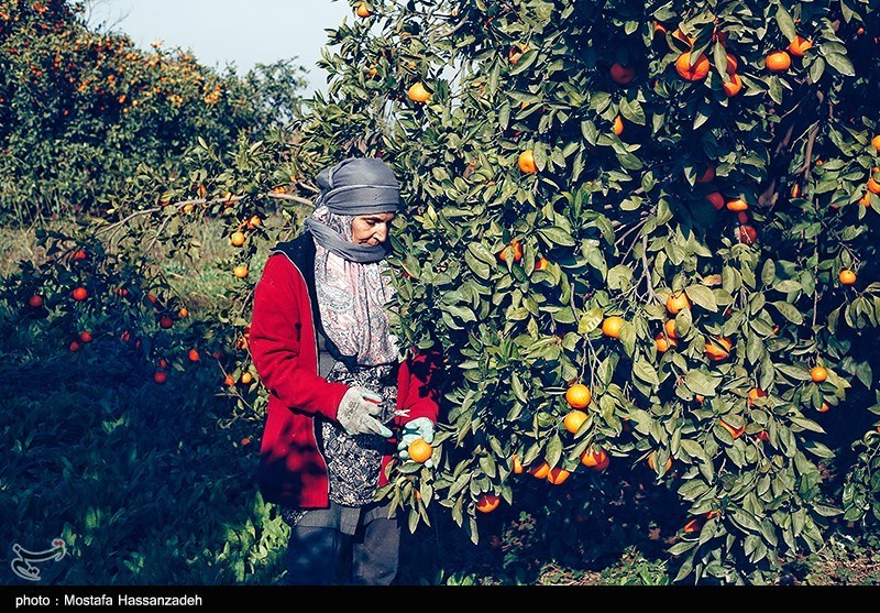 بازار داغ خرید و فروش نارنگی‌های پیش‌رس‌/ تهدیدات بزرگ در باغات شمال!