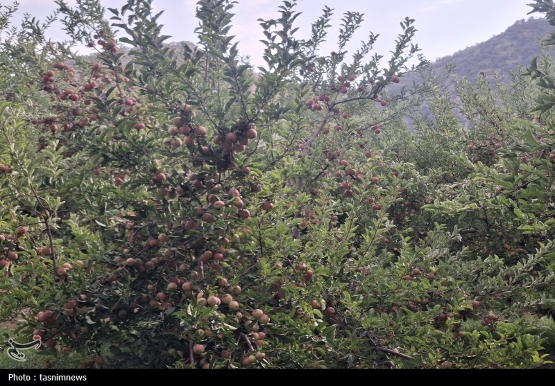 کشاورزی , 