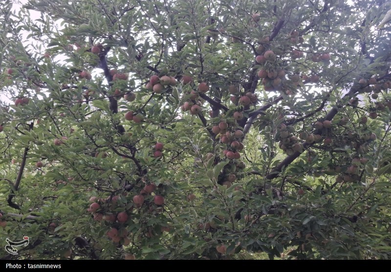 کشاورزی , 