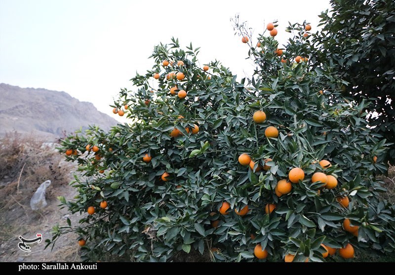 تهدید جدی مگس مدیترانه برای مرکبات/ وقتی باغ‌های شمال اسیر آفت می‌شوند