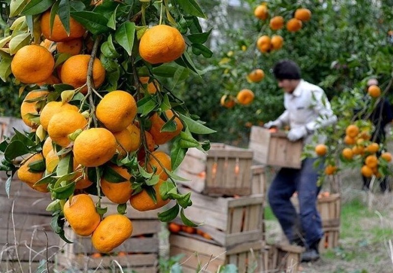 تهدید جدی مگس مدیترانه برای مرکبات/ وقتی باغ‌های شمال اسیر آفت می‌شوند