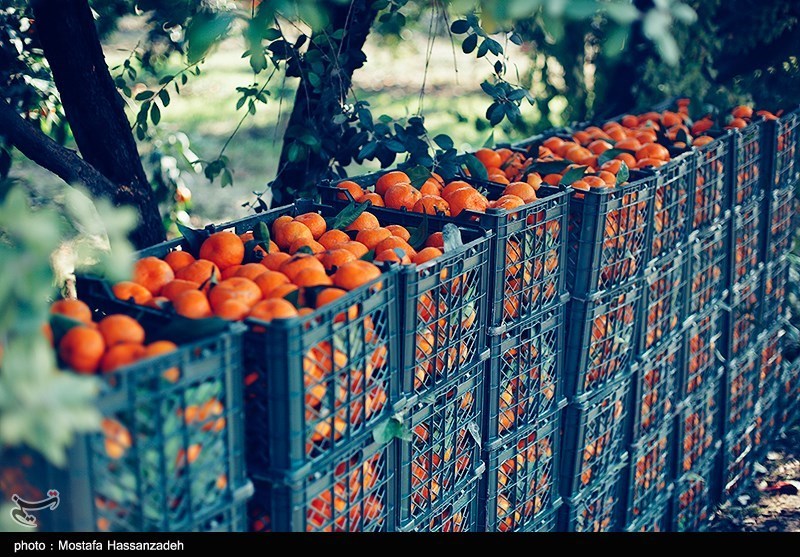 تهدید جدی مگس مدیترانه برای مرکبات/ وقتی باغ‌های شمال اسیر آفت می‌شوند